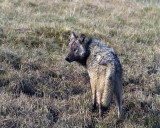 Canyon Wolf in the Grass.jpg