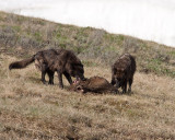 Two Black Canyon Wolves on the Kill.jpg