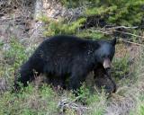 Black Bear in the Brush.jpg