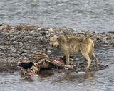 Lamar Canyon Wolf on the Elk Carcass.jpg