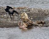 Lamar Canyon Wolf Growling at the Ravens.jpg