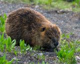 Beaver at LeHardy Rapids.jpg