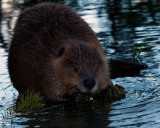 Beaver Near LeHardy Rapids.jpg