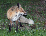 Fox Looking Back.jpg