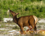 Cow Elk with a Mouthful.jpg