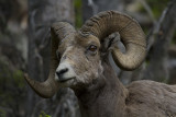 Ram with Horn Curl.jpg