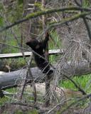 Black Bear COY Climbing a Tree.jpg