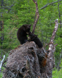 Cubs Wrestling in the Tree.jpg
