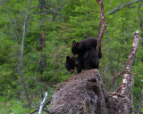 Bear on My Back.jpg