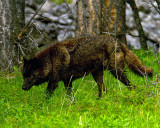 Black Wolf in the Woods.jpg