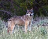 Lone Grey Wolf at Dunraven.jpg