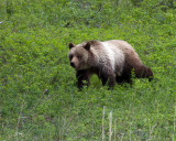 Grizzly in the Grass.jpg