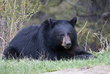 Black Bear Recumbant.jpg