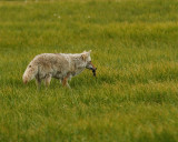 Coyote with Vole.jpg