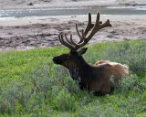 Bull Elk in the Hayden.jpg