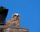 Great Horned Owl Fledgling on a Chimney at Mammoth Headquarters.jpg