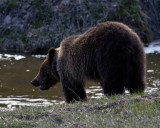 Grizzly Bear on the Bank of Obsidian Creek.jpg