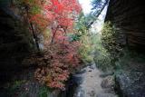 Hidden Canyon Autumn Leaves