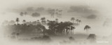 Morning Fog - Egypt
