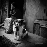 Posing Dog - Kathmandu