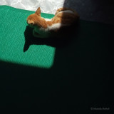 Catnap