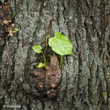 Green Leaf