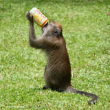 Soya Bean Drink | Sentosa, Singapore