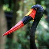 Saddlebill Stork