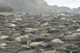 elephant seal packed beach -8.jpg