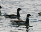 Brant  Alki Beach IMG_3689.png