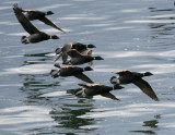 Brant  Alki Beach IMG_3717.jpg