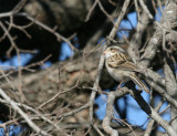a Spizella Sparrow  Pue rd. img_3086.jpg