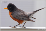 Mr. Robin