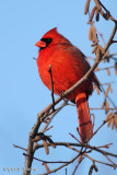 Cardinal