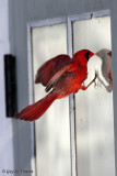 Cardinal Seeing a Competitor (part 2): Lets show this guy whos the boss!
