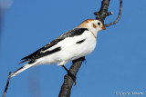 Snow Bunting
