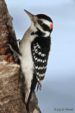 Hairy Woodpecker