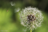 Windy Dandelion