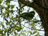 Young Monk Parrot