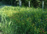 Roadside Wildflowers 