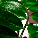 GOIN GREEN