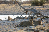 wild lions*