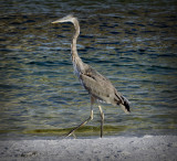 Heron.jpg