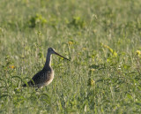 bird 2.jpg