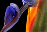 Bird Of Paradise