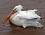 American White Pelican