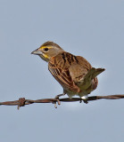 Dickcissel