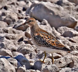 Pectoral Sandpiper