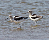 American Avocets