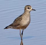 American Golden Plover